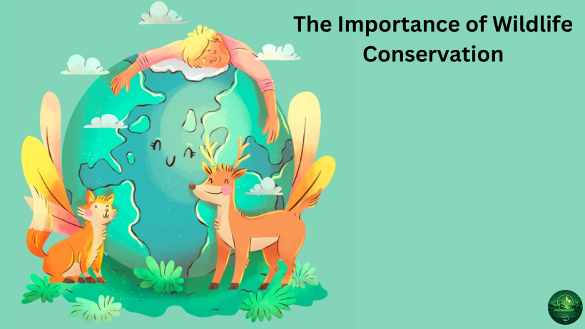 The Importance Of Wildlife Conservation